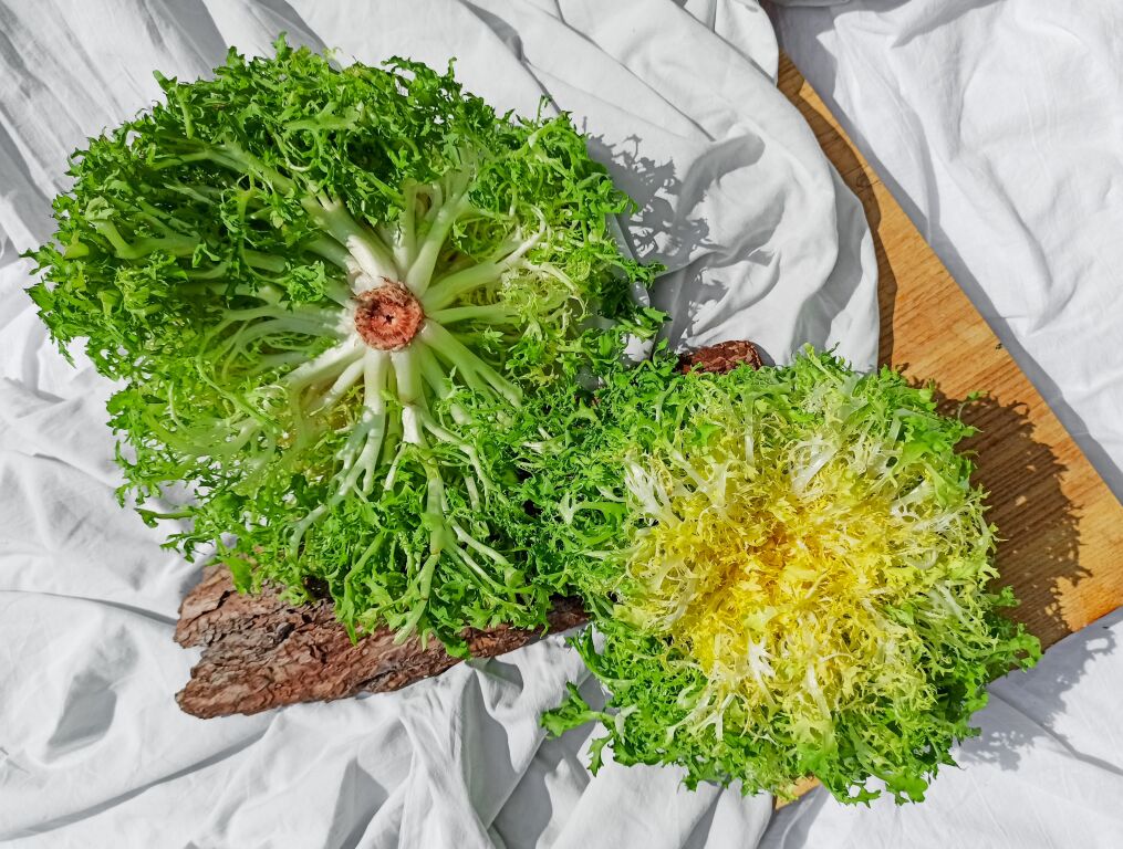 Sałata frisée: pobudzanie apetytu i goryczka wspomagająca trawienie